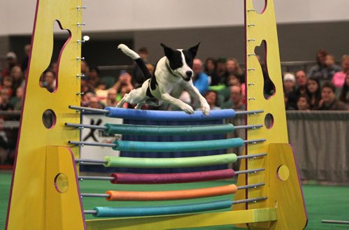 RUTH BONNEVILLE / WINNIPEG FREE PRESS

A competition dog named "Luna"  makes it into the top five finals for  high jump competition   at the Winnipeg Pet Show at the Convention Centre Saturday.

Standup photo 
 
Oct 21,, 2017