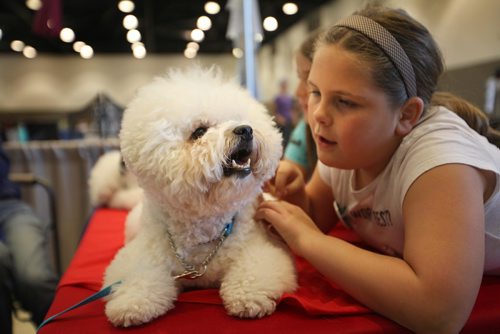 RUTH BONNEVILLE / WINNIPEG FREE PRESS

Emily Walker-Craig (9yrs) falls in love with "Robbie" a soft and fluffy, award winning Bichon Frise sitting at a booth with his owner at the Winnipeg Pet Show at the Convention Centre Saturday.

Standup photo 
 
Oct 21,, 2017