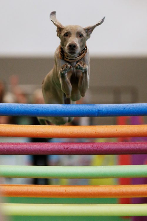 JOHN WOODS / WINNIPEG FREE PRESS
Zumi, the 7 year old Weimaraner, leaps over the high jump during the XTreme Dogs at The Winnipeg Pet Show Sunday, October 22, 2017.