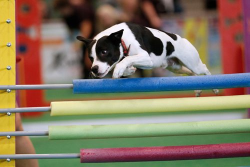 JOHN WOODS / WINNIPEG FREE PRESS
Luda, 3, leaps over the high jump during the XTreme Dogs at The Winnipeg Pet Show Sunday, October 22, 2017.