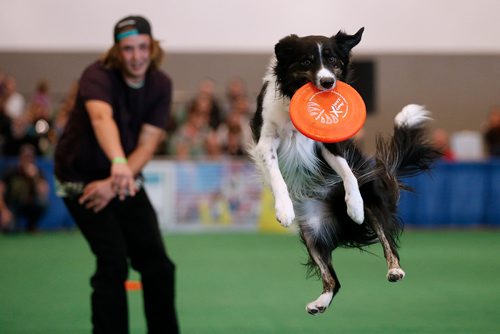 JOHN WOODS / WINNIPEG FREE PRESS
Dustin Dolinski throws disks to Doolie during the XTreme Dogs at The Winnipeg Pet Show Sunday, October 22, 2017.