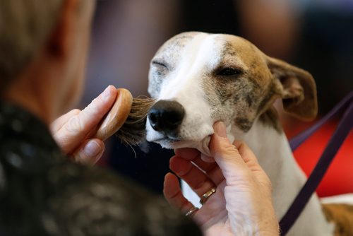 JOHN WOODS / WINNIPEG FREE PRESS
Beau, a whippet, gets beautified by Dian Fast of Special D Dalmations and Whippets for the conformation dog show at The Winnipeg Pet Show Sunday, October 22, 2017.