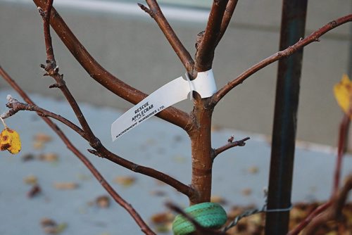 Canstar Community News Oct. 18, 2017 - Several fruit trees were planted at the Seven Oaks Met School Edible Garden. (LIGIA BRAIDOTTI/CANSTAR COMMUNITY NEWS/TIMES)