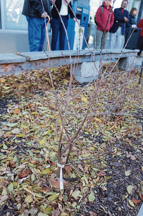 Canstar Community News Oct. 18, 2017 - A cherry tree is among the dozens of fruit trees plantes at the Seven Oaks Met School Edible Garden. (LIGIA BRAIDOTTI/CANSTAR COMMUNITY NEWS/TIMES)