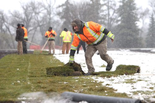 RUTH BONNEVILLE / WINNIPEG FREE PRESS

Workers with Assiniboine Park Conservancy lay rolls of sod on the new ultimate field in the park during blowing wind and snowfall.

Standup photo


Oct 26,, 2017