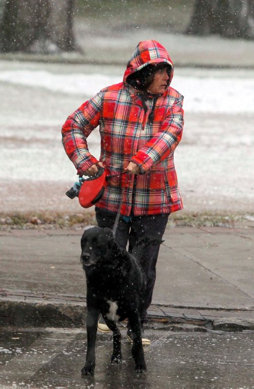 BORIS MINKEVICH / WINNIPEG FREE PRESS
Erin Gaba walks 5 year old dog named Ben on Memorial Street this morning in cold wet snowy weather. STANDUP PHOTO  Oct. 26, 2017