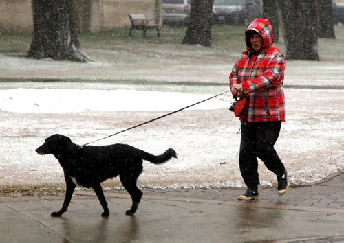 BORIS MINKEVICH / WINNIPEG FREE PRESS
Erin Gaba walks 5 year old dog named Ben on Memorial Street this morning in cold wet snowy weather. STANDUP PHOTO  Oct. 26, 2017