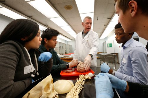 WAYNE GLOWACKI / WINNIPEG FREE PRESS

In centre, Dr. Hugo Bergen describes the effect a stroke has on the human brain during the Neuroanatomy: Exploring the Brain workshop to students from left, Trayli Hudson from Grand Rapids School, Seth Franklin from Poplar River School, Modeste Katotoka from Mennonite Brethren Collegiate Inst. and Fernando Wiens, Morweena Christian School. These students were among the more than 370 high school students and teachers from 81 schools across Winnipeg and surrounding areas attending Discovery Day on Friday at  the University of Manitobas Bannatyne Campus Friday  to explore careers in medicine, rehab sciences, pharmacy, nursing and other health sciences.  Nov. 3 2017