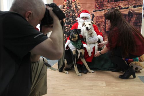 RUTH BONNEVILLE / WINNIPEG FREE PRESS

Rambo (7yrs) and Chance (6months) have their picture taken with Santa at Winnipeg Animal Services  by photographer Tim Hellsten and the help of staff on Saturday. 
Standup photo 
Nov 25, 2017