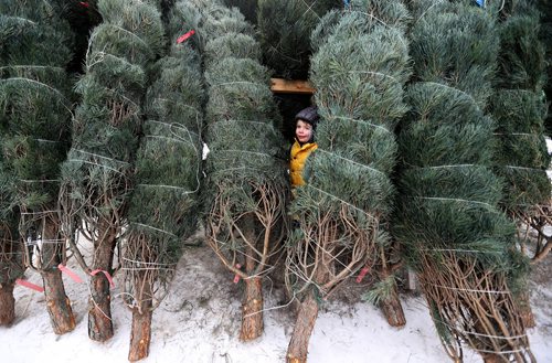 TREVOR HAGAN / WINNIPEG FREE PRESS
Edwin Tokaruk, 3, finds a cozy place to hide while shopping for Christmas Trees at the lot in the Corydon Community Centre parking lot on Grosvenor Avenue, Sunday, November 26, 2017.