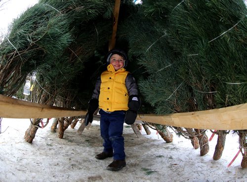 TREVOR HAGAN / WINNIPEG FREE PRESS
Edwin Tokaruk, 3, finds a cozy place to hide while shopping for Christmas Trees at the lot in the Corydon Community Centre parking lot on Grosvenor Avenue, Sunday, November 26, 2017.