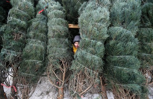 TREVOR HAGAN / WINNIPEG FREE PRESS
Edwin Tokaruk, 3, finds a cozy place to hide while shopping for Christmas Trees at the lot in the Corydon Community Centre parking lot on Grosvenor Avenue, Sunday, November 26, 2011.