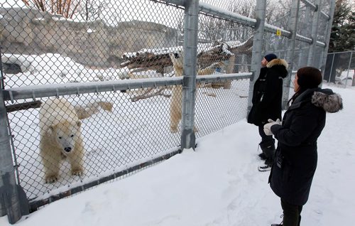 BORIS MINKEVICH / WINNIPEG FREE PRESS
A Walk in Our Park - Journey to Churchill and the Leatherdale Polar Bear Conservation Centre. From left, Polar bears York and Juno, Dr. Stephen Petersen, Head of Conservation and Research and  member of their polar bear care/husbandry team and Allison Ginsburg, Curator of Animal Care(large carnivores) at Assiniboine Park Zoo. Dec. 18, 2017