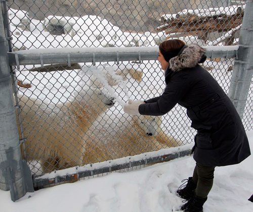 BORIS MINKEVICH / WINNIPEG FREE PRESS
A Walk in Our Park - Journey to Churchill and the Leatherdale Polar Bear Conservation Centre. Allison Ginsburg, Curator of Animal Care(large carnivores) at Assiniboine Park Zoo interacts with Juno, left, and York, middle. Dec. 18, 2017