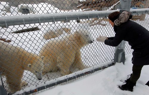 BORIS MINKEVICH / WINNIPEG FREE PRESS
A Walk in Our Park - Journey to Churchill and the Leatherdale Polar Bear Conservation Centre. Allison Ginsburg, Curator of Animal Care(large carnivores) at Assiniboine Park Zoo interacts with Juno, left, and York, middle. Dec. 18, 2017