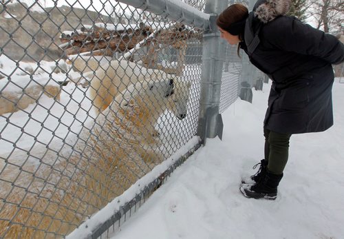 BORIS MINKEVICH / WINNIPEG FREE PRESS
A Walk in Our Park - Journey to Churchill and the Leatherdale Polar Bear Conservation Centre. Allison Ginsburg, Curator of Animal Care(large carnivores) at Assiniboine Park Zoo interacts with York, left, and Juno. Dec. 18, 2017