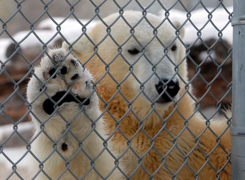 BORIS MINKEVICH / WINNIPEG FREE PRESS
A Walk in Our Park - Journey to Churchill and the Leatherdale Polar Bear Conservation Centre. This polar bear is called Juno. Dec. 18, 2017