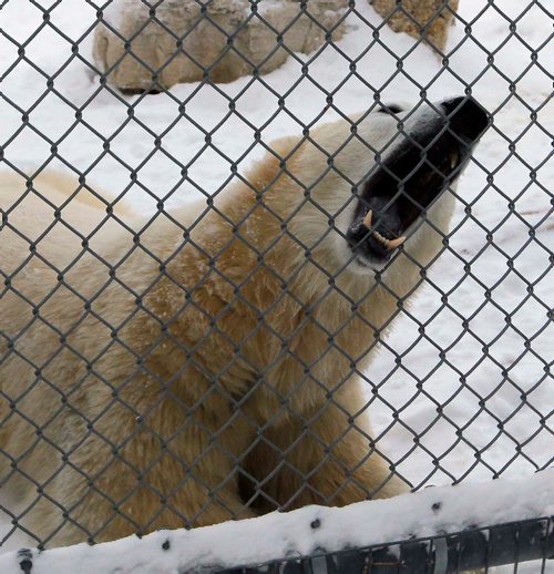 BORIS MINKEVICH / WINNIPEG FREE PRESS
A Walk in Our Park - Journey to Churchill and the Leatherdale Polar Bear Conservation Centre. This polar bear is called York and has some big teeth. Dec. 18, 2017