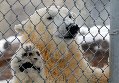 BORIS MINKEVICH / WINNIPEG FREE PRESS
A Walk in Our Park - Journey to Churchill and the Leatherdale Polar Bear Conservation Centre. This polar bear is called Juno. Dec. 18, 2017