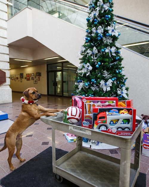 MIKE DEAL / WINNIPEG FREE PRESS 
Walter gets into the spirit of the holidays, helping out with the Miracle on Mountain charity at the Winnipeg Free Press.
171219 - Tuesday, December 19, 2017.