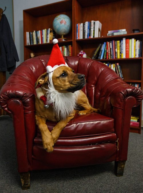 MIKE DEAL / WINNIPEG FREE PRESS 
Walter gets into the spirit of the holidays, helping out with the Miracle on Mountain charity at the Winnipeg Free Press.
171219 - Tuesday, December 19, 2017.