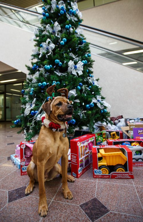 MIKE DEAL / WINNIPEG FREE PRESS 
Walter gets into the spirit of the holidays, helping out with the Miracle on Mountain charity at the Winnipeg Free Press.
171219 - Tuesday, December 19, 2017.