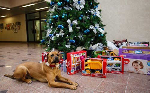 MIKE DEAL / WINNIPEG FREE PRESS 
Walter gets into the spirit of the holidays, helping out with the Miracle on Mountain charity at the Winnipeg Free Press.
171219 - Tuesday, December 19, 2017.