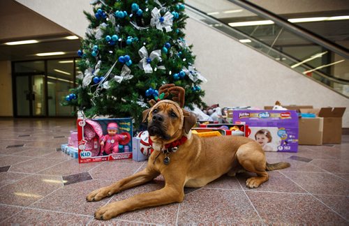 MIKE DEAL / WINNIPEG FREE PRESS 
Walter gets into the spirit of the holidays, helping out with the Miracle on Mountain charity at the Winnipeg Free Press.
171219 - Tuesday, December 19, 2017.