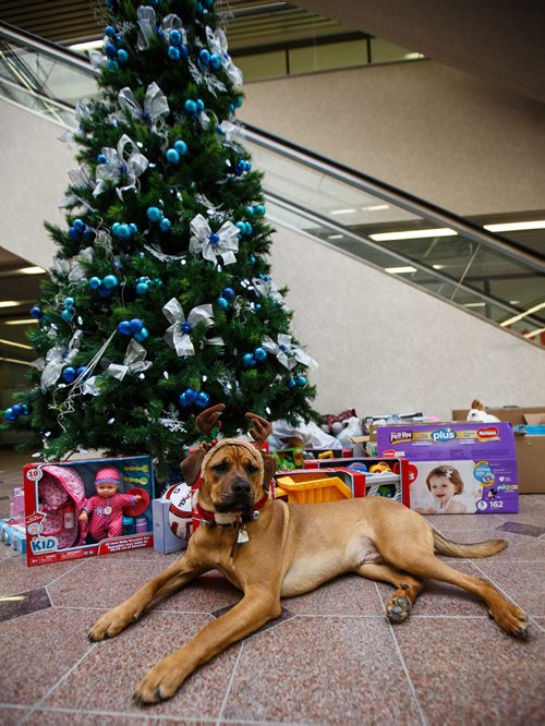 MIKE DEAL / WINNIPEG FREE PRESS 
Walter gets into the spirit of the holidays, helping out with the Miracle on Mountain charity at the Winnipeg Free Press.
171219 - Tuesday, December 19, 2017.