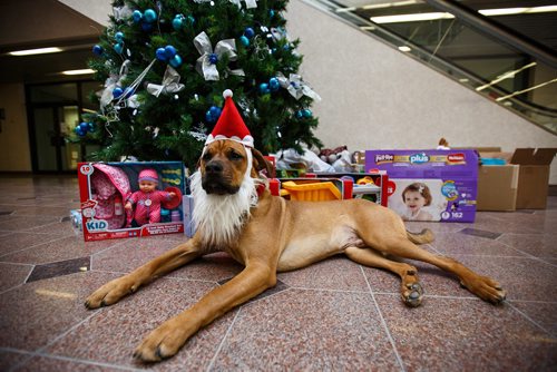 MIKE DEAL / WINNIPEG FREE PRESS 
Walter gets into the spirit of the holidays, helping out with the Miracle on Mountain charity at the Winnipeg Free Press.
171219 - Tuesday, December 19, 2017.