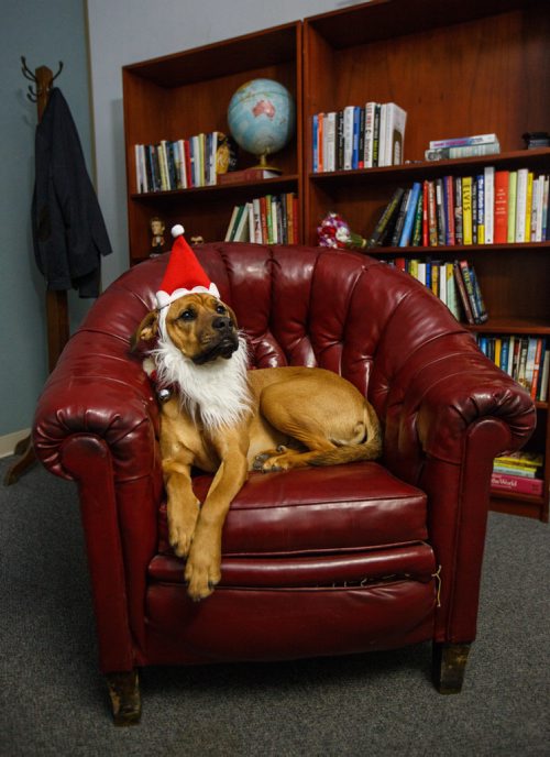 MIKE DEAL / WINNIPEG FREE PRESS 
Walter gets into the spirit of the holidays, helping out with the Miracle on Mountain charity at the Winnipeg Free Press.
171219 - Tuesday, December 19, 2017.