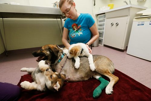 JOHN WOODS / WINNIPEG FREE PRESS
Foster mom Stephanie Moskalyk brings puppies Fiji (L) and Tahiti to see their injured mom Isla at Pembina Veterinary Hospital Tuesday, January 2, 2018. Isla was rescued on a northern reserve where she was found under a car hood sheltering from the cold with her 2.5 weeks old babies. Sadly, her elbow was severely damaged so she had to have her leg amputated this past weekend.