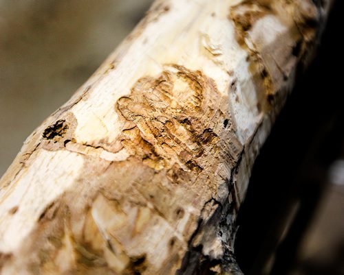 PHIL HOSSACK / Winnipeg Free Press - Tell tale trails left by Ash Borer Beetles in a tree branch. See Alex Paul story. -  January 17, 2018