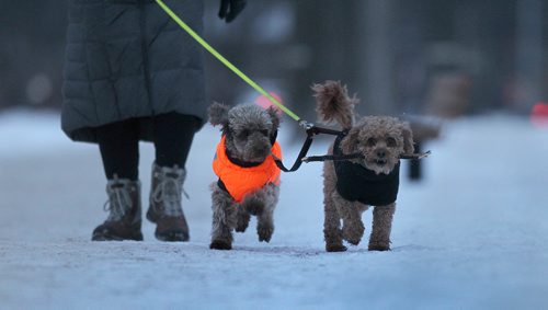 RUTH BONNEVILLE / WINNIPEG FREE PRESS


Dogs, Millie (11/2yrs( (left) and Rupert  (9yrs)  both poodle cross, enjoy a late afternoon walk with their owner along Wellington Crescent Thursday.  Millie is a rescue from Korea and has only be in Canada with owner for 1 month. 
Standup photo 

Jan 25, 2018
