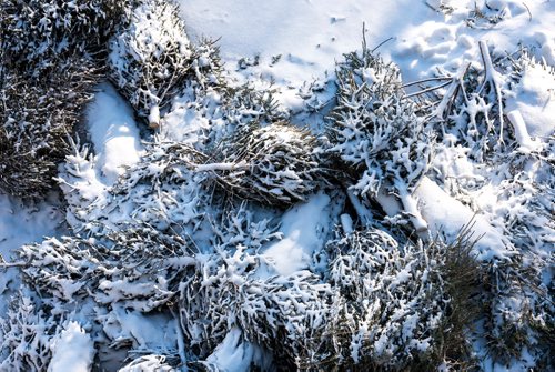 DAVID LIPNOWSKI / WINNIPEG FREE PRESS

Christmas trees lay on the Assiniboine River at The Forks Sunday January 28, 2018.