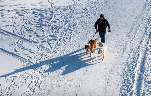 DAVID LIPNOWSKI / WINNIPEG FREE PRESS

A man walks his dogs on the Assiniboine River at The Forks Sunday January 28, 2018.