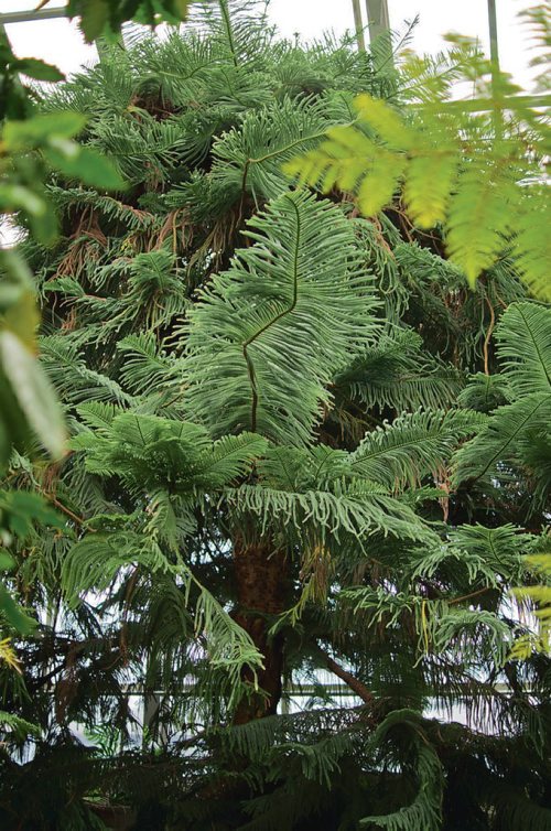 Canstar Community News Jan. 31, 2018 - A Norfolk pine is the single tree in the Conservatory that Assiniboine Park will be attempting to propagate and replant in Canadas Diversity Gardens. (DANIELLE DA SILVA/CANSTAR/SOUWESTER)