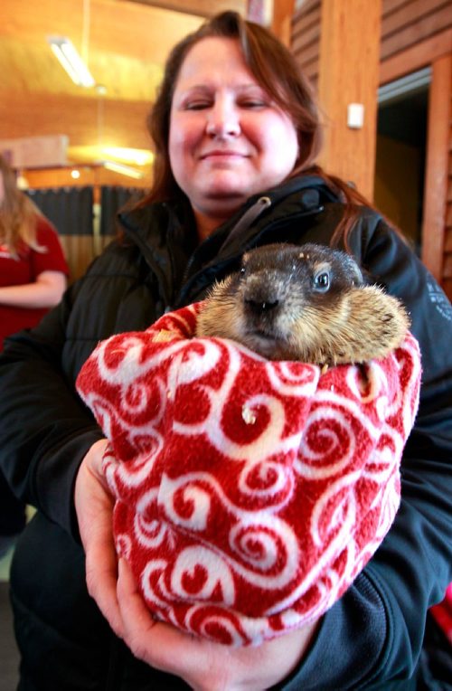 BORIS MINKEVICH / WINNIPEG FREE PRESS
Prairie Wildlife Rehabilitation Centre (PWRC) announced the annual Groundhog Day prediction this morning at Fort Whyte Alive. Winnipeg Wyn, PWRCs resident woodchuck, made her official Groundhog Day prediction which was 6 more weeks of winter. Here PWRC volunteer and co-founder Sheila Smith holds Wyn for a photo op at the event. STANDUP PHOTO Feb. 2, 2018