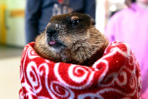 BORIS MINKEVICH / WINNIPEG FREE PRESS
Prairie Wildlife Rehabilitation Centre (PWRC) announced the annual Groundhog Day prediction this morning at Fort Whyte Alive. Winnipeg Wyn, PWRCs resident woodchuck, made her official Groundhog Day prediction which was 6 more weeks of winter. STANDUP PHOTO Feb. 2, 2018