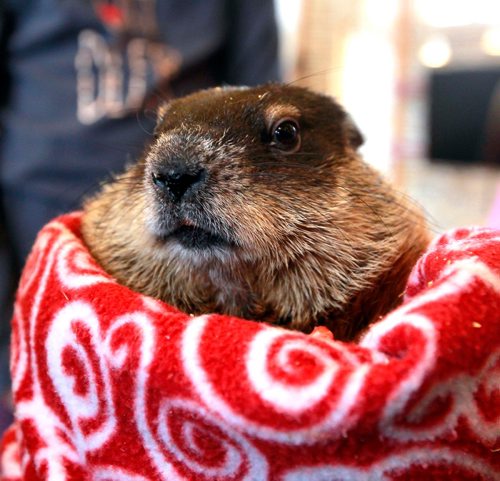 BORIS MINKEVICH / WINNIPEG FREE PRESS
Prairie Wildlife Rehabilitation Centre (PWRC) announced the annual Groundhog Day prediction this morning at Fort Whyte Alive. Winnipeg Wyn, PWRCs resident woodchuck, made her official Groundhog Day prediction which was 6 more weeks of winter. STANDUP PHOTO Feb. 2, 2018