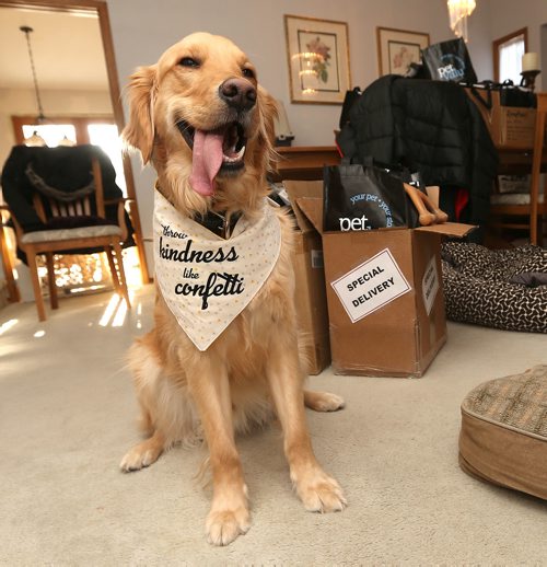 JASON HALSTEAD / WINNIPEG FREE PRESS

Sandra Negrey's golden retriever cross, Sully, who was acquired from the Winnipeg Humane Society in 2016, sits with canine gift bags on Feb. 7, 2018. Negrey is organizing the Throw Kindness Like Confetti fundraiser to raise awareness and support for the Winnipeg Humane Society by putting together 100 starter-kit bags for the WHS to distribute to new dog owners in Febrary. (See Social Page)