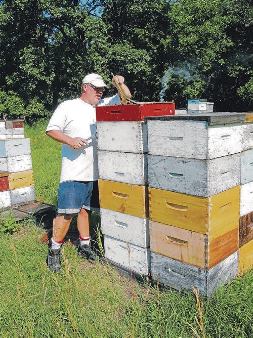 Canstar Community News July 24, 2013 - Bee keeper Phil Veldhuis removes the top blanket in one of his hives near Starbuck. (ANDREA GEARY/CANSTAR)