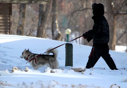 BORIS MINKEVICH / WINNIPEG FREE PRESS
Kane the Siberian Husky gets his cold weather exercise from his owner Renaldo Boney on Assiniboine Ave. near Edmonton Street. today. He says he walks the 6 month old dog at least 3 times a day for an hour each time. Feb. 15, 2018
