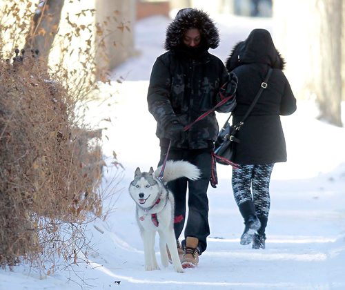 BORIS MINKEVICH / WINNIPEG FREE PRESS
Kane the Siberian Husky gets his cold weather exercise from his owner Renaldo Boney on Edmonton Street near Assiniboine Ave. today. He says he walks the 6 month old dog at least 3 times a day for an hour each time. Feb. 15, 2018