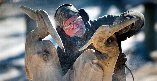 PHIL HOSSACK / WINNIPEG FREE PRESS - Sawdust flies as Chainsaw Sculptor Jim Niedemayer of Pine Falls Mb. puts some delicate finishing touches on a pair of Herons he's carving out of an elm tree at Festival du Voyageur Saturday afternoon. STAND-UP.- February 17, 2018