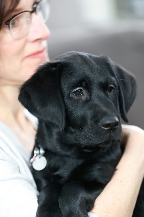 JOHN WOODS / WINNIPEG FREE PRESS
Canadian National Institute for the Blind (CNIB)  foster mom Lorraine Rempel holds Joycie, future guide dog, in Rempel's home Monday, February 26, 2018. Joycie, who is named after Jim Gauthier's late wife, arrived in Canada last week from a breeder in Australia, along with her sister Lulu. The two pups are the first guide dogs the CNIB will train here in Winnipeg with Gauthier's financial support.
