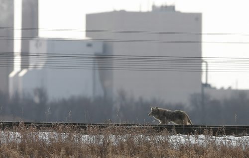 Brandon Sun MAKING TRACKS--A lone coyote makes it way along a section of the Canadian Pacific rail line east of the Cornwallis Riverbend Park on Wednesday afternoon. (Bruce Bumstead/Brandon Sun)