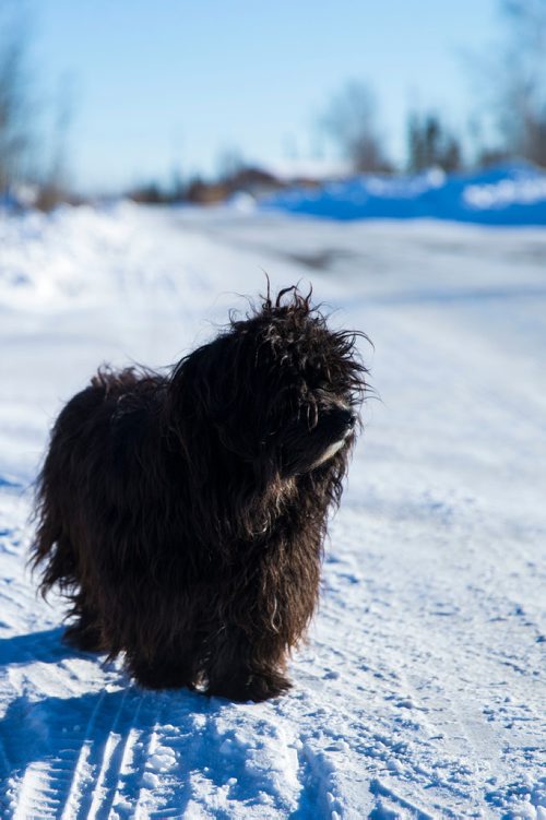 MIKAELA MACKENZIE / WINNIPEG FREE PRESS
A dog named "Curly" on the Chemawawin Reserve, Manitoba on Friday, Feb. 23, 2018. 
180223 - Friday, February 23, 2018.