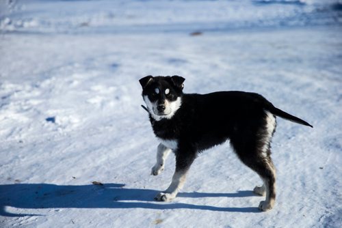 MIKAELA MACKENZIE / WINNIPEG FREE PRESS
Dogs roam the Chemawawin Reserve, Manitoba on Friday, Feb. 23, 2018. 
180223 - Friday, February 23, 2018.