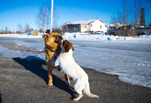 MIKAELA MACKENZIE / WINNIPEG FREE PRESS
Dogs roam the Chemawawin Reserve, Manitoba on Friday, Feb. 23, 2018. 
180223 - Friday, February 23, 2018.